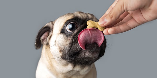 Pug snacks 2024